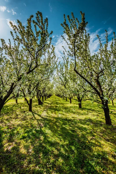 Obstgarten Poland Frühling Blühender Baum Blüte — Stockfoto