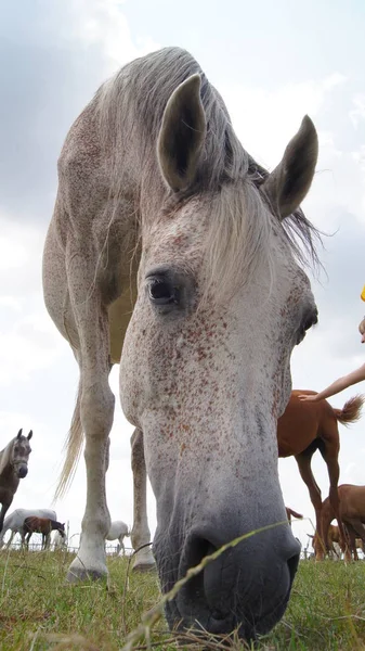Koně Portrétní Fotografie Vypadat Představují Stock Snímky