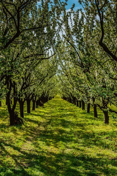 Orchard Polsko Jarní Kvetoucí Strom Kvetoucí Royalty Free Stock Obrázky