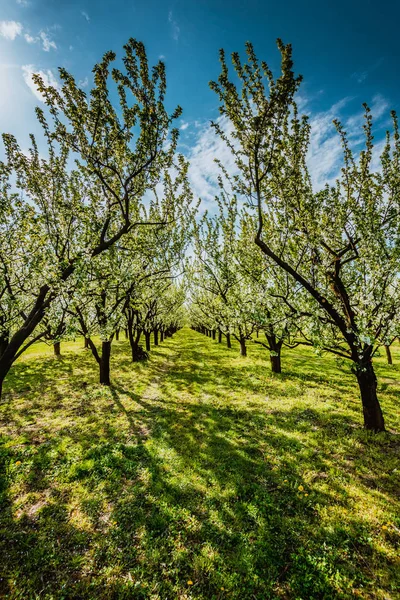 Orchard Polsko Jarní Kvetoucí Strom Kvetoucí Stock Snímky