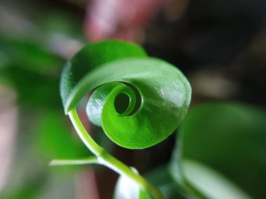 #doğa #macro #plant #flower #plant #plant #flowers #animal #plant #animals #plants