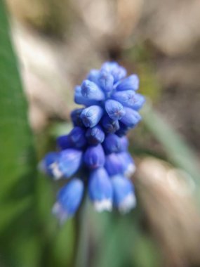  doğa, makro, bitkiler, hayvanlar, hayvan, bitki, çiçek, çiçek, arka plan, çiçek arka plan, doğa arka plan