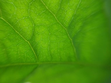  doğa, makro, bitkiler, hayvanlar, hayvan, bitki, çiçek, çiçek, arka plan, çiçek arka plan, doğa arka plan