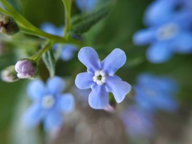  doğa, makro, bitkiler, hayvanlar, hayvan, bitki, çiçek, çiçek, arka plan, çiçek arka plan, doğa arka plan