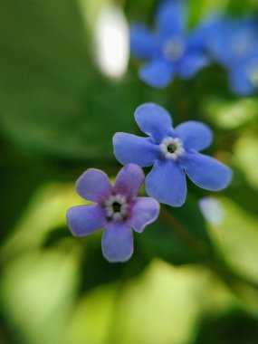  doğa, makro, bitkiler, hayvanlar, hayvan, bitki, çiçek, çiçek, arka plan, çiçek arka plan, doğa arka plan