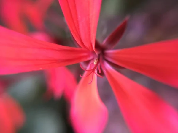 Natureza Macro Plantas Animais Animal Planta Flor Flores — Fotografia de Stock