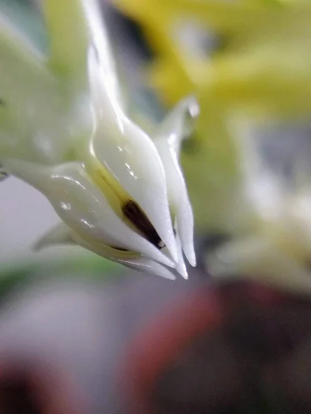 Naturaleza Macro Plantas Animales Animal Planta Flor Flores —  Fotos de Stock