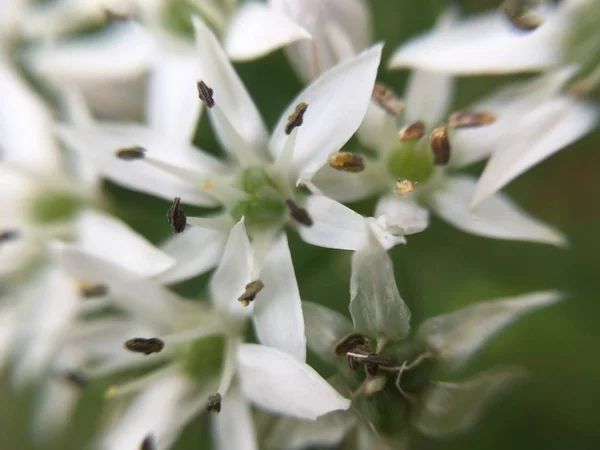 Природа Макро Растения Животные Животное Растение Цветок Цветы — стоковое фото