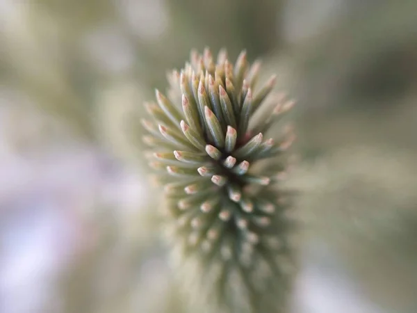 Naturaleza Macro Plantas Animales Animal Planta Flor Flores —  Fotos de Stock