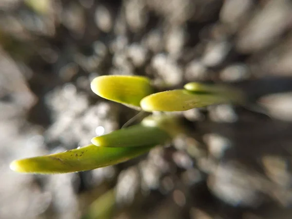 Naturaleza Macro Plantas Animales Animal Planta Flor Flores —  Fotos de Stock