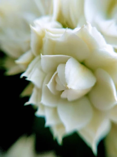 Natureza Macro Plantas Animais Animal Planta Flor Flores Fundo Flores — Fotografia de Stock