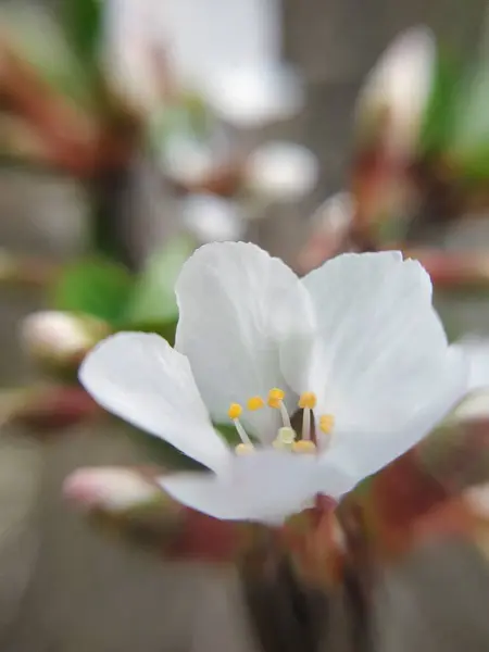 花卉背景 自然背景 — 图库照片