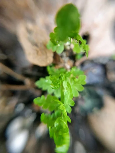 Natureza Macro Plantas Animais Animal Planta Flor Flores Fundo Flores — Fotografia de Stock