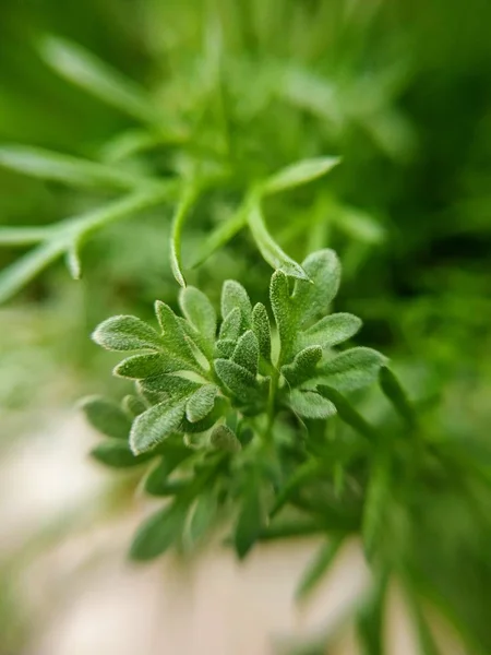 Příroda Makro Rostliny Zvířata Zvíře Rostlina Květina Květiny Pozadí Květiny — Stock fotografie