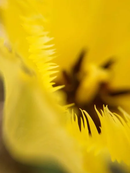 Natureza Macro Plantas Animais Animal Planta Flor Flores Fundo Flores — Fotografia de Stock