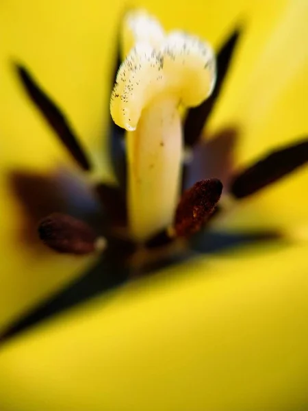 Doğa Makro Bitkiler Hayvanlar Hayvan Bitki Çiçek Çiçek Arka Plan — Stok fotoğraf
