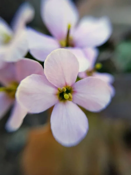 Natureza Macro Plantas Animais Animal Planta Flor Flores Fundo Flores — Fotografia de Stock