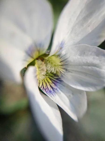 Natureza Macro Plantas Animais Animal Planta Flor Flores Fundo Flores — Fotografia de Stock