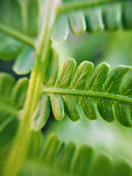 Natureza Macro Plantas Animais Animal Planta Flor Flores Fundo Flores — Fotografia de Stock