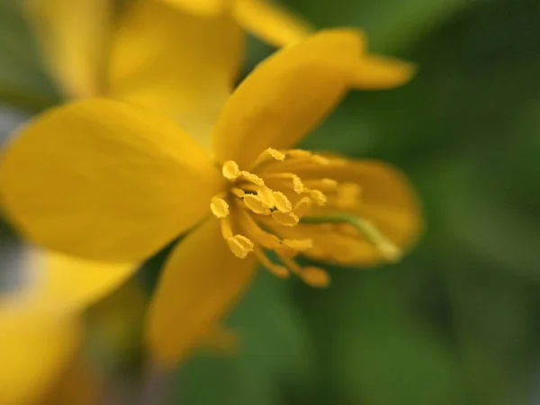 Natureza Macro Plantas Animais Animal Planta Flor Flores Fundo Flores — Fotografia de Stock