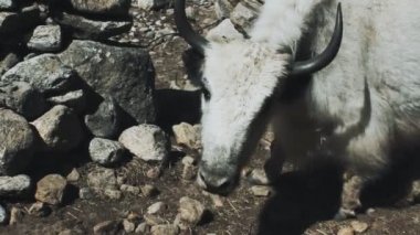 büyük beyaz yak çim taşları arasında yer