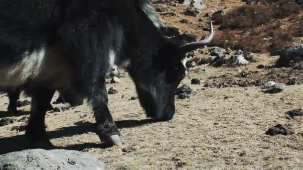 Un gran yak negro come hierba en el Himalaya — Vídeo de stock