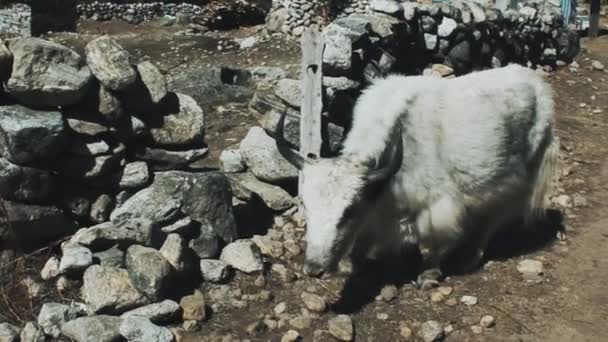 Yak bianco vicino alla capanna in Himalaya — Video Stock