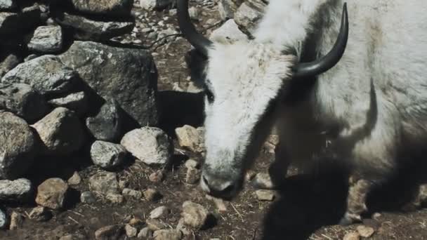 Gros yak blanc mange de l'herbe parmi les pierres — Video