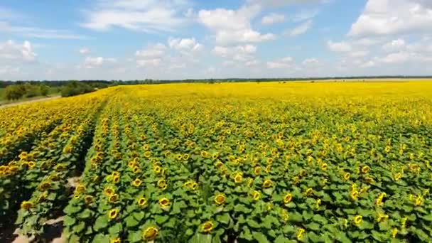 Volando sobre un campo de girasol — Vídeos de Stock