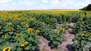 sarı ayçiçeği alan. Havadan görünümü.