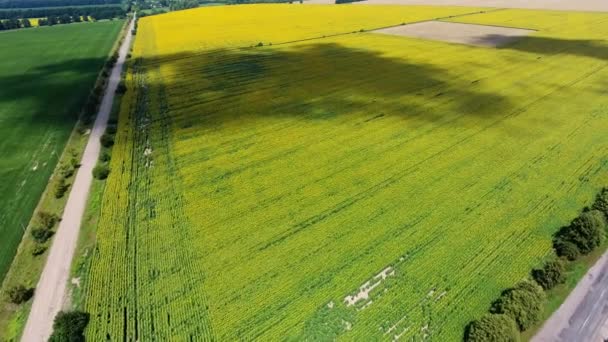 Voando sobre um grande campo em um dia de verão brilhante — Vídeo de Stock