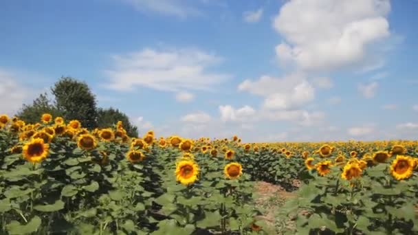 Sunflowers panning camera. Steadycam shoot. — Stock Video