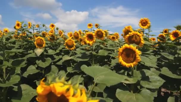 champ de tournesols sur fond de nuages 