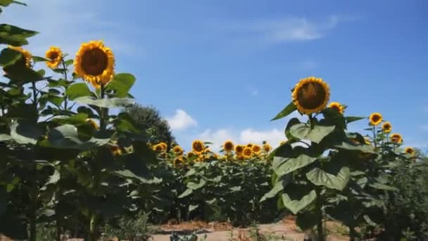 Wandelen rond het veld met zonnebloemen — Stockvideo