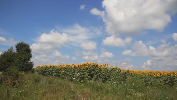 Поле подсолнухов и голубое небо — стоковое видео