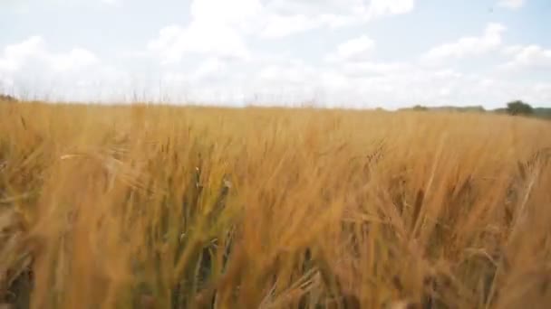 Wheat field top view. — Stock Video