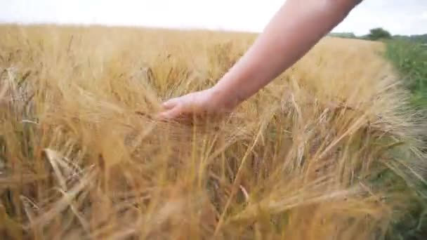 Женская рука касается золотого пшеничного уха на пшеничном поле — стоковое видео