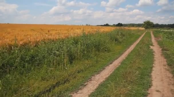 Грязная дорога рядом с пшеничным полем — стоковое видео