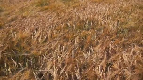 Spikelets of wheat on the field — Stock Video