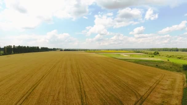 Landscape of a yellow wheat field with green meadows and a road — Stock Video