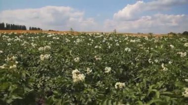 yeşil patates alan arka plan buğday ve mavi gökyüzü bulutlu üzerinde