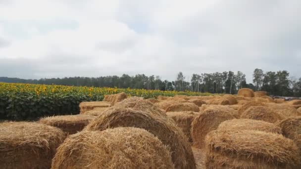 Grandes Fardos Redondos Feno Uma Fazenda Perto Campo Girassóis Rastreamento — Vídeo de Stock