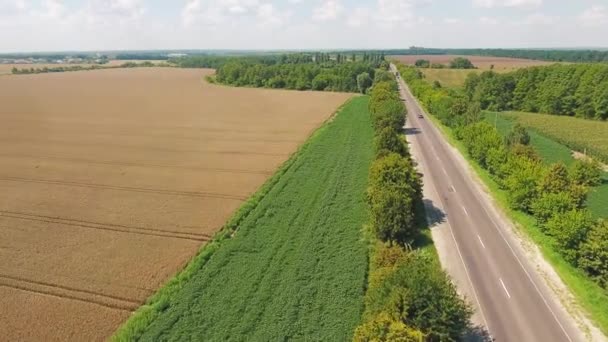 Flight over the field of yellow wheat and road. Aerial view — Stock Video