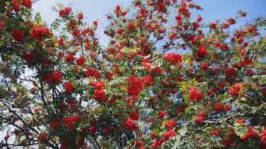 büyük dağ kül kırmızı meyveler demetleri. Steadycam ateş