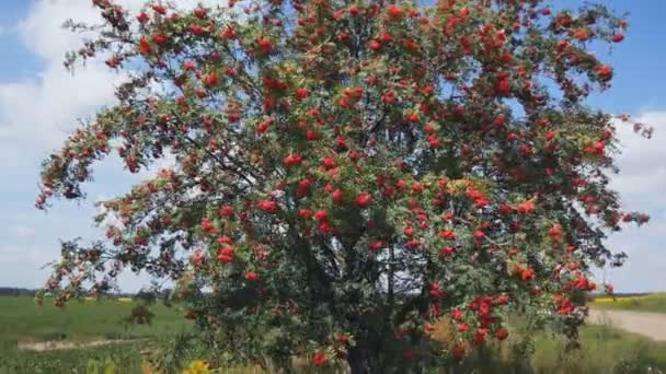 Ein großer Baum in einem Feld roter Eberesche. Schwebebalken schießen — Stockvideo