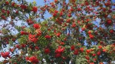 kırmızı meyveler dağ kül ve yaz aylarında yeşil dallar. Rowan Ağacı.