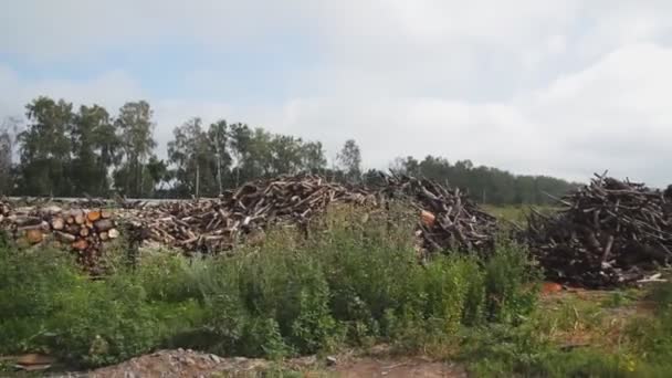 Un mucchio di alberi tagliati e ramoscelli. Macchina fotografica in movimento — Video Stock