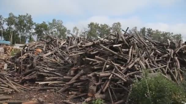 Äste von Bäumen, die für Brennholz gefällt wurden. Kamerafahrt — Stockvideo