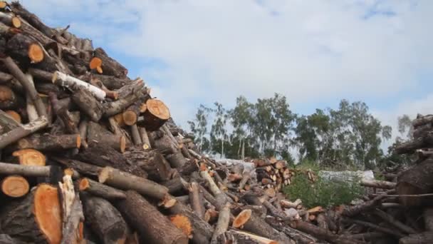 Grandes pilhas de lenha no quintal — Vídeo de Stock