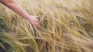 El ve altın buğday